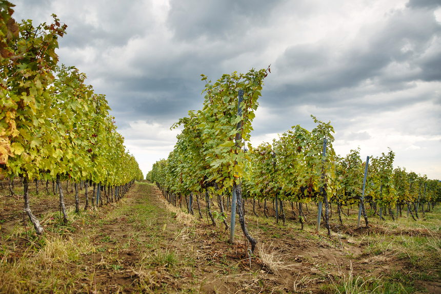Crama Domeniile Panciu vrea să îmbutelieze 600.000 de sticle de vin în 2017, în creştere cu 20%