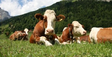 Fondurile nerambursabile pentru modernizarea fermelor de animale au fost epuizate cu o săptămână înainte de închiderea sesiunii. Statul a primit peste 200 de proiecte în valoare de 150 milioane euro 