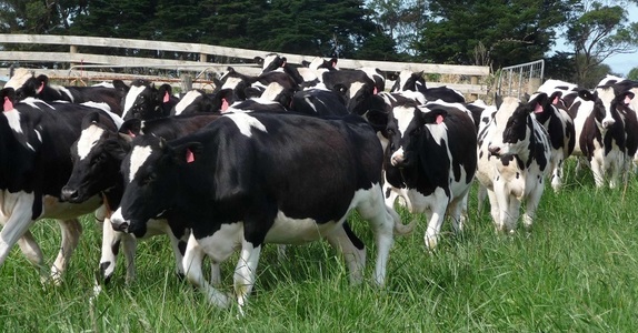 Turcia returnează Olandei 40 de vaci Holstein, în semn de protest faţă de guvernul acestei ţări