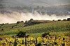 Eurostat: România are cei mai mulţi proprietari de vie din UE, deşi se află pe locul 5 după suprafaţa cultivată. Suprafaţa medie a unei proprietăţi este de doar 0,2 ha, cea mai mică din UE