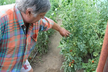 Arad: Cultivatorii de roşii în sere şi solarii spun că statul a impus condiţii prea aspre pentru ajutorul de 3.000 de euro - FOTO