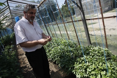 Pomii fructiferi, afectaţi de frigul din ultima vreme. Preţurile la fructe şi legume ar putea creşte - cercetător Staţiune Legumicolă Buzău