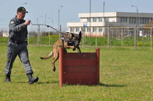 Unul dintre cei mai performanţi câini ai Vămii Române iese la pensie