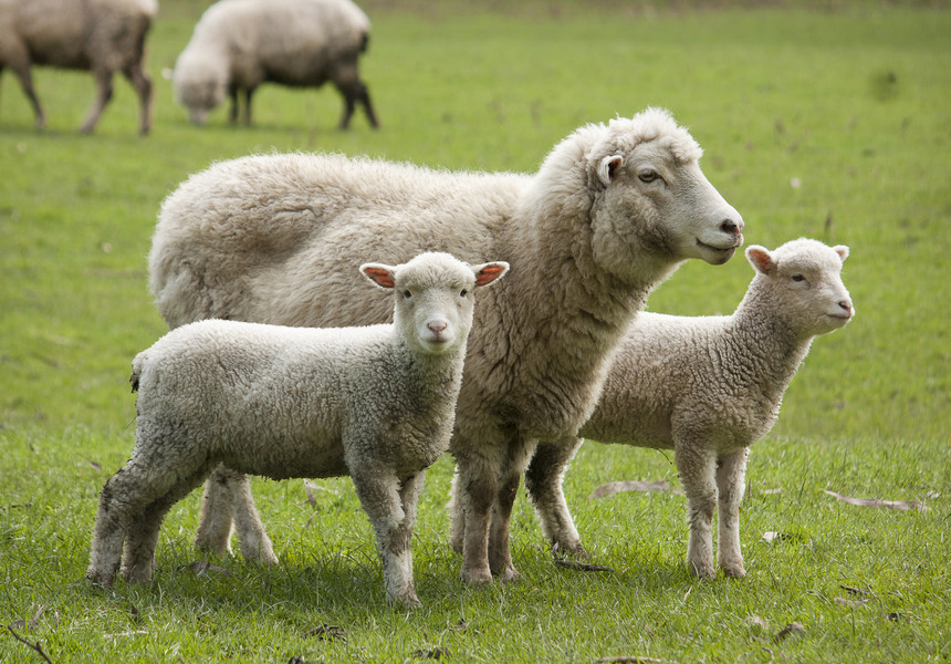Crescătorii de ovine vor primi un sprijin financiar de 1 leu/kg pentru lâna comercializată