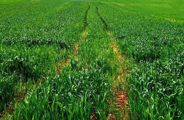 Ministerul Agriculturii vrea să le dea agricultorilor ajutoare naţionale tranzitorii în sectorul vegetal de 527,2 milioane lei 