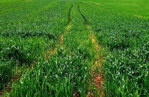 Ministerul Agriculturii vrea să le dea agricultorilor ajutoare naţionale tranzitorii în sectorul vegetal de 527,2 milioane lei 