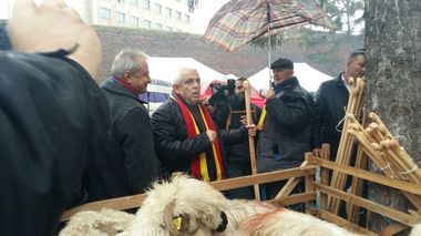 Daea: Peste 32.000 de crescători de ovine s-au înscris în programul pentru valorificare lânii. Vrem să nu lăsăm niciun fir de lână pe mărăcini sau să i se dea foc
