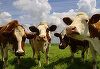 Ministerul Agriculturii vrea să acorde anul viitor ajutoare de 56 milioane lei pentru creşterea animalelor
