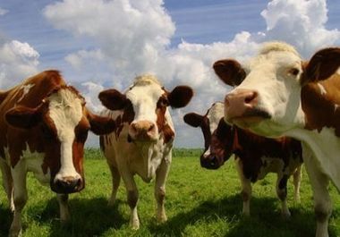 Ministerul Agriculturii vrea să acorde anul viitor ajutoare de 56 milioane lei pentru creşterea animalelor