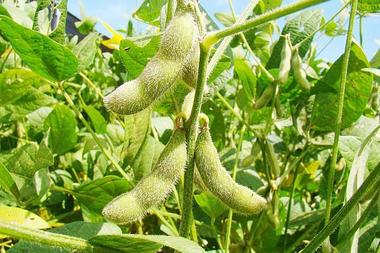Ministerul Agriculturii vrea să dea un sprijin cuplat în sectorul vegetal de peste 364 milioane lei în acest an