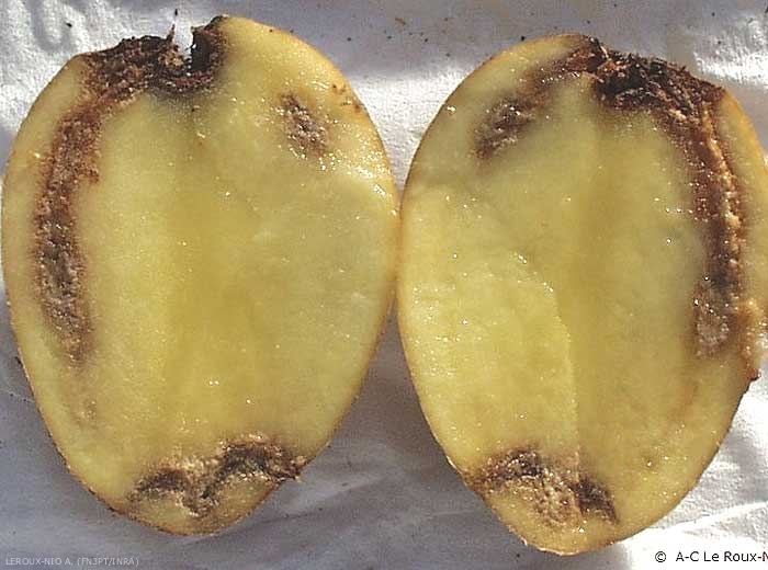 Inspectorii fitosanitari au interzis importul a 1.100 tone de cartofi din Egipt din cauza unei bacterii