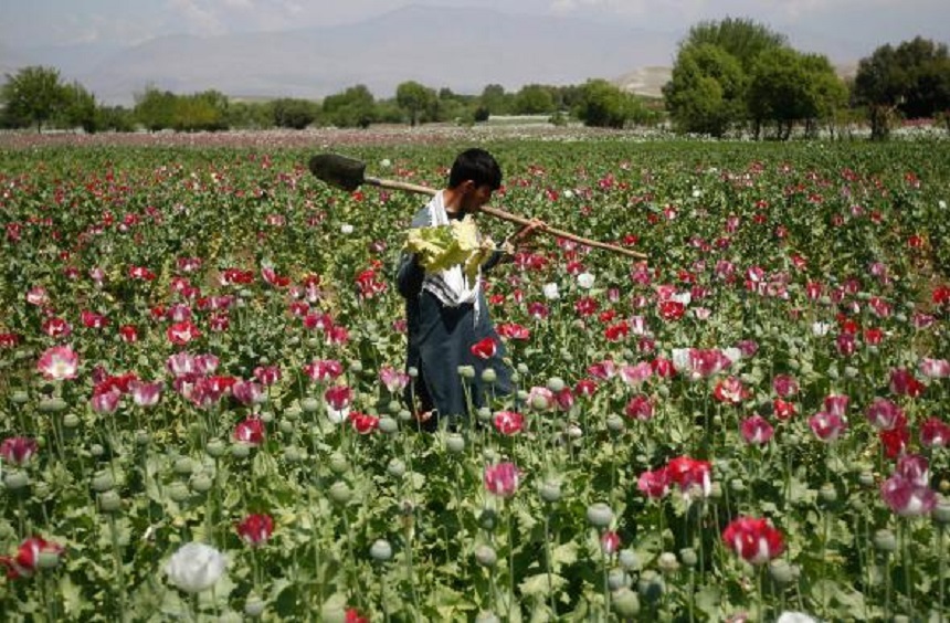Fermierii afgani produc cantităţi record de opiu, în lipsa unor alternative mai profitabile