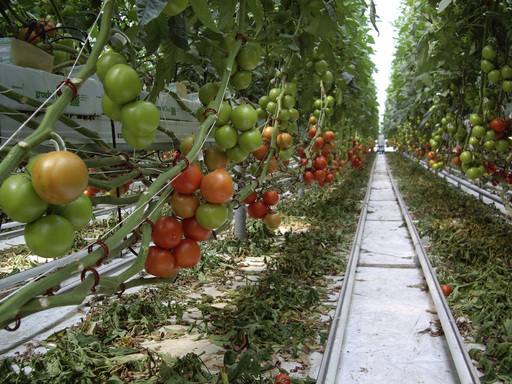 Ministerul Agriculturii: S-au primit aproape 12.000 de solicitări de înscriere în programul de sprijin pentru roşii în sere. Producătorii au livrat primele cantităţi în pieţele din Bucureşti