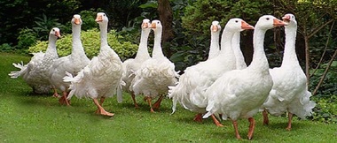 Marea Britanie ar putea interzice importurile de foie gras după Brexit, din motive etice