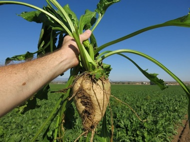 SUA: Marii producători de alimente nu se înţeleg cu producătorii de culturi modificate genetic în privinţa etichetelor produselor