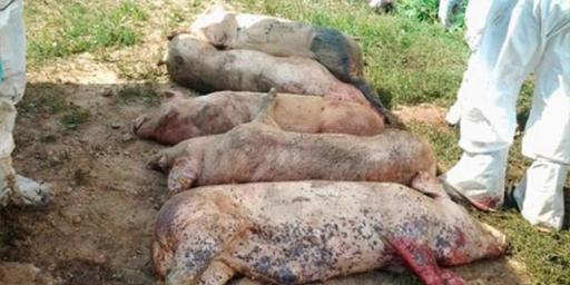 Asociaţia crescătorilor de animale estimează că pagubele cauzate de virusul pestei porcine africane ar fi de sute de milioane de euro, dar pot fi acoperite din bugetul UE