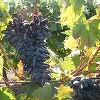 Ministerul Agriculturii vrea să acorde firmelor din sectorul vitivinicol un sprijin de 7 milioane lei pentru promovarea vinurilor româneşti în străinătate