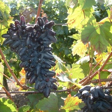 Ministerul Agriculturii vrea să acorde firmelor din sectorul vitivinicol un sprijin de 7 milioane lei pentru promovarea vinurilor româneşti în străinătate