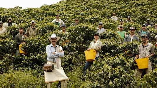 Schimbările climatice provoacă probleme noi producătorilor de cafea din Columbia şi alte ţări
