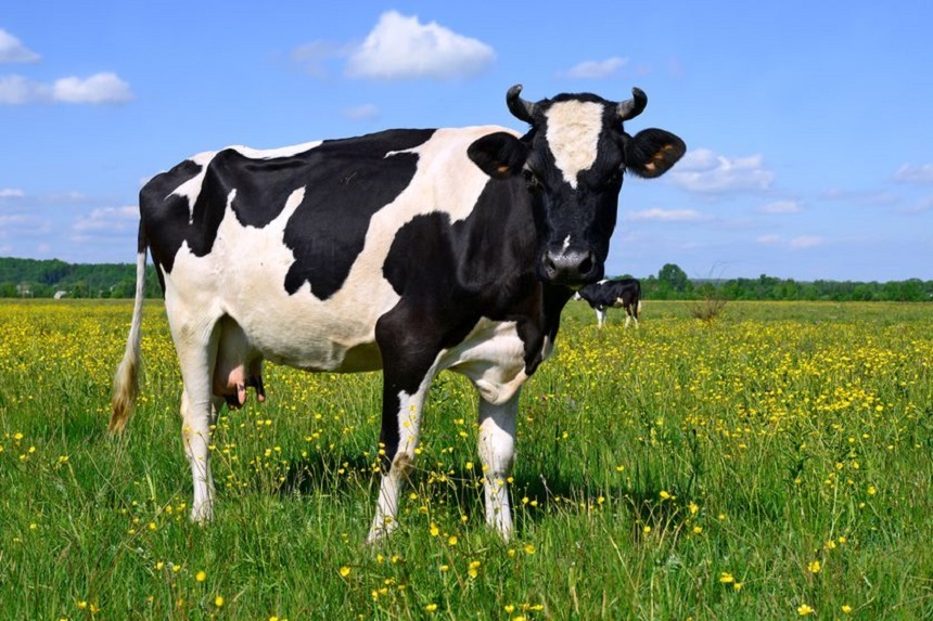 În Marea Britanie a fost depistat primul caz al bolii vacii nebune din 2015