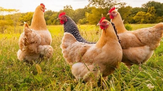 Eurostat: Producţia a carne de pasăre a UE a atins un nou nivel record în 2018, de 15,2 milioane tone
