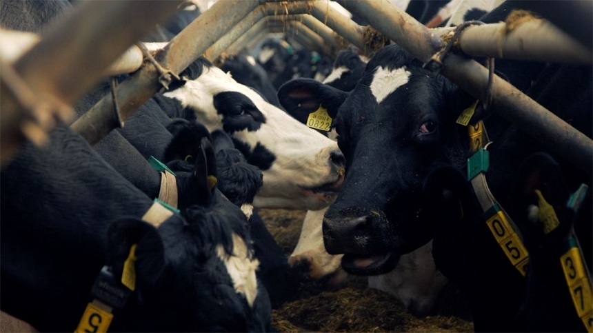 Vaci de la o fermă din Anglia beneficiază de conectivitatea 5G înaintea oamenilor