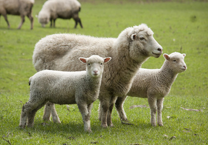Guvernul a dublat ajutorul de minimis acordat crescătorilor de ovine pentru comercializarea lânii