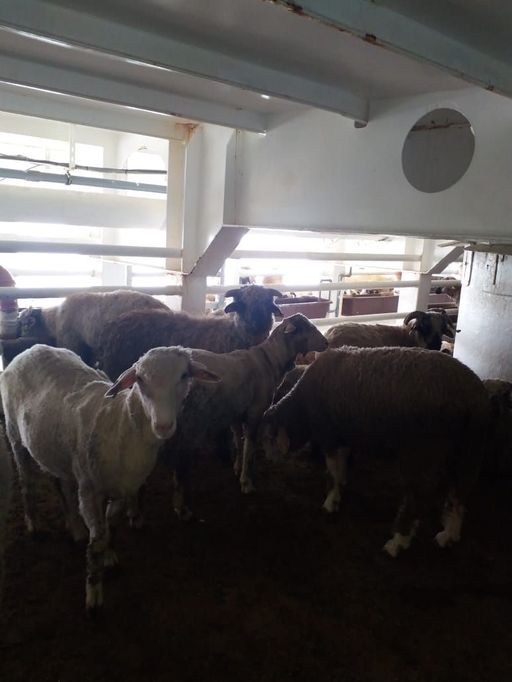 Ministerul Agriculturii: La finalul călătoriei navei Al Shuwaikh, cu 66.000 ovine, s-a înregistrat un procent al mortalităţii de 0,5 % din totalul animalelor îmbarcate, în limite legale

