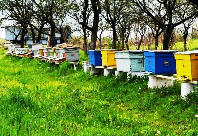 Apicultorii afectaţi de fenomene hidrometeorologice nefavorabile primesc un ajutor de minimis de 20 lei per familia de albine