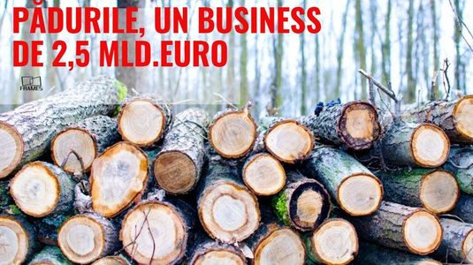 ANALIZĂ: Pădurile Românei, un business de peste 2,5 miliarde de euro. Peste 6.000 de firme activează în domeniul exploatărilor forestiere şi prelucrării lemnului 