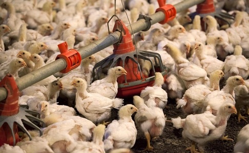 Milioane de păsări din fermele chineze riscă să moară de foame, mare parte din ţară fiind blocată din cauza epidemiei
