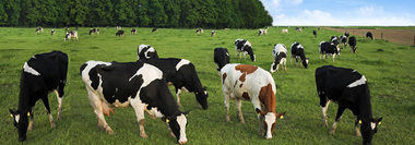 Fermierii ar putea primi un ajutor de stat de 54 milioane lei în acest an pentru creşterea animalelor