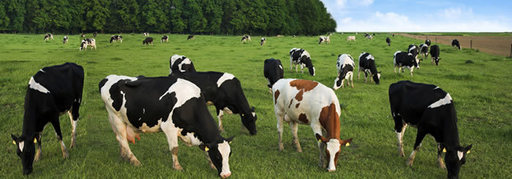 Fermierii ar putea primi un ajutor de stat de 54 milioane lei în acest an pentru creşterea animalelor