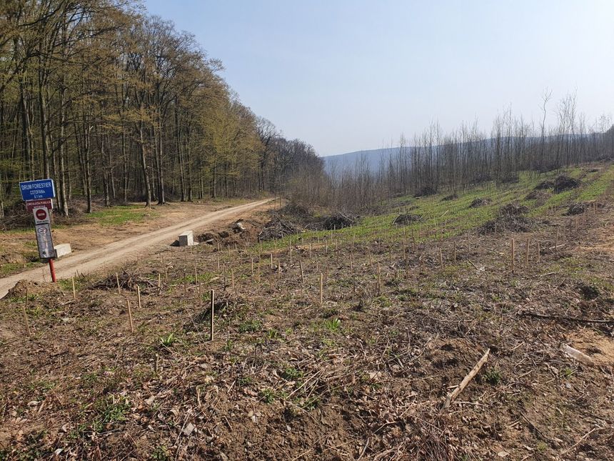 Ministrul Mediului acuză existenţa unei campanii de dezinformare, de zeci de mii de euro, în cazul intervenţiilor din Pădurea Dobrovăţ (jud. Iaşi): Imaginile care circulă sunt de fapt cu o pădure defrişată din Rusia