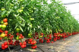 Confederaţia Generală a Industriei Italiene solicită autorităţilor române să deblocheze plecările românilor la muncă în agricultura din Italia: Terenurile agricole din Italia au disperată nevoie de români pentru recoltarea produselor de sezon