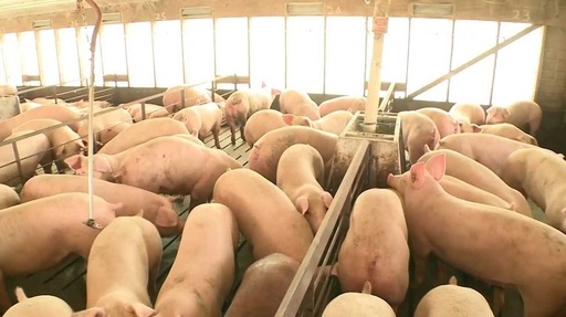 Ministerul Agriculturii lansează pe 11 mai o sesiune cu un buget de peste 16,7 milioane euro care sprijină proiecte de investiţii pentru prevenirea şi combaterea pestei porcine africane