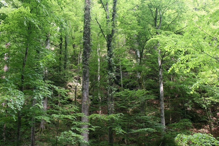 INS - Suprafaţa regenerată de pădure în România a scăzut anul trecut cu aproape 10%, la 24.459 hectare. Cel mai mare volum de masă lemnoasă s-a recoltat în regiunile de dezvoltare Nord-Est şi Centru