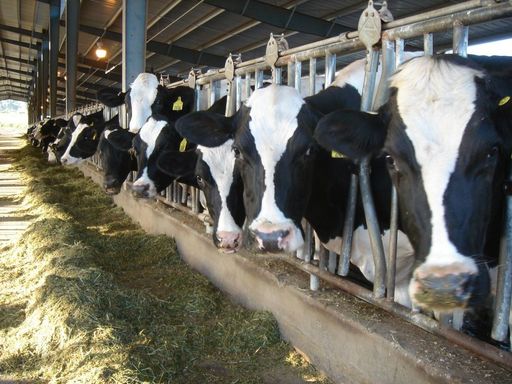 Agenţia pentru Finanţarea Investiţiilor Rurale: Sectorul zootehnic a primit peste 606 milioane de euro prin PNDR 2020 pentru dezvoltarea fermelor de producţie