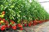 Guvernul a prelungit până la 1 iulie perioada de valorificare a tomatelor cultivate în sere şi solarii 