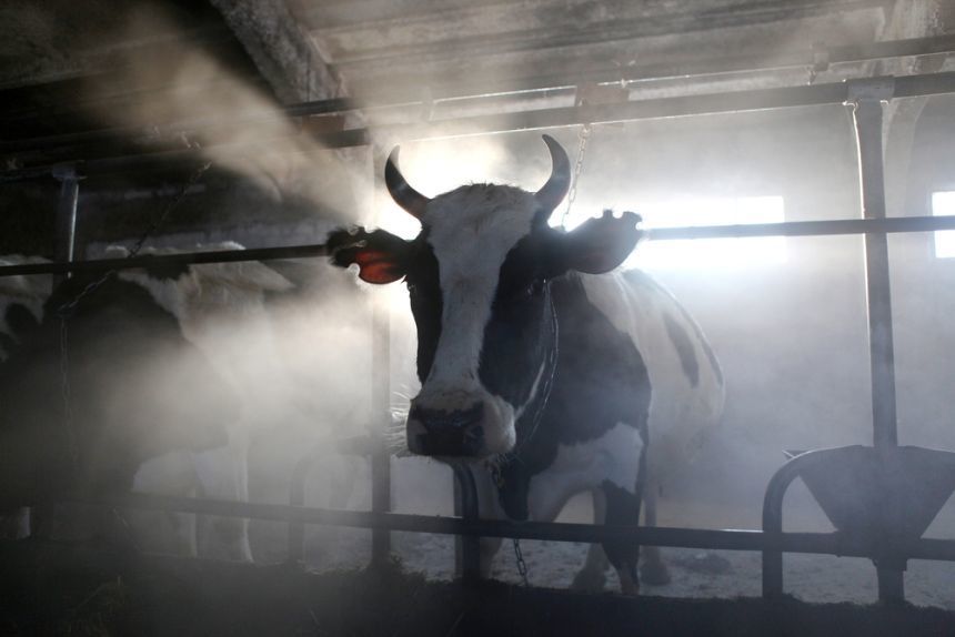 INS: Sacrificările de bovine, porcine, ovine şi caprine în abatoare au scăzut în 2019, la fel şi producţia de lapte colectat de la exploataţiile agricole