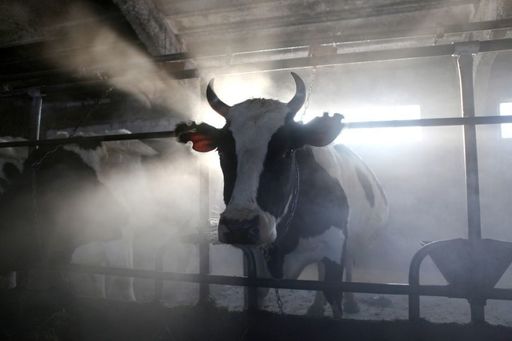 Ministerul Agriculturii: Crescătorii din sectorul bovin au depus 167 cereri pentru schema de ajutor de stat, pentru sectorul suin s-au depus 89 cereri, iar pentru sectorul avicol 98 cereri 