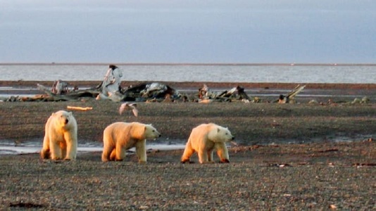 Planurile pentru prospectarea petrolului în zona arctică protejată din SUA, blocate în lipsa protecţiei pentru urşii polari