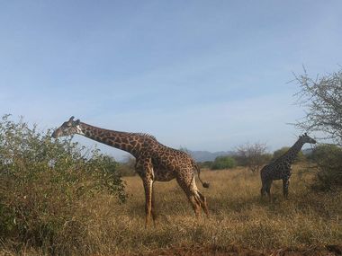 Cum vrea Kenya să reînvie turismul, care înseamnă peste 10% din economia ţării: Preţurile au scăzut aproape la jumătate şi reguli stricte de igienă. Elefanţi, zebre, girafe, lei, văzuţi de la câţiva metri distanţă. Vacanţa porneşte de la 1.200 de euro


