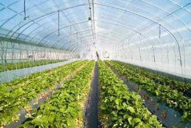 Guvernul a aprobat joi plafoanele financiare alocate măsurilor de sprijin cuplat în sectorul vegetal. Suma totală pentru măsuri este de 87 milioane de euro
