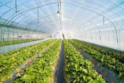 Guvernul a aprobat joi plafoanele financiare alocate măsurilor de sprijin cuplat în sectorul vegetal. Suma totală pentru măsuri este de 87 milioane de euro
