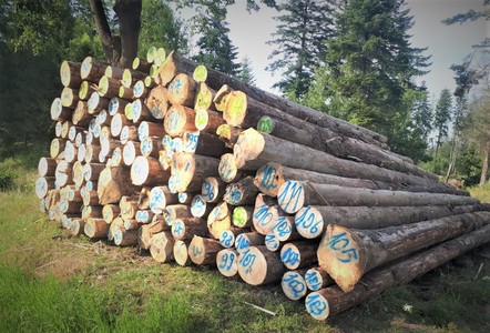 Romsilva anunţă că scoate la licitaţie lemnul doar în sistem online