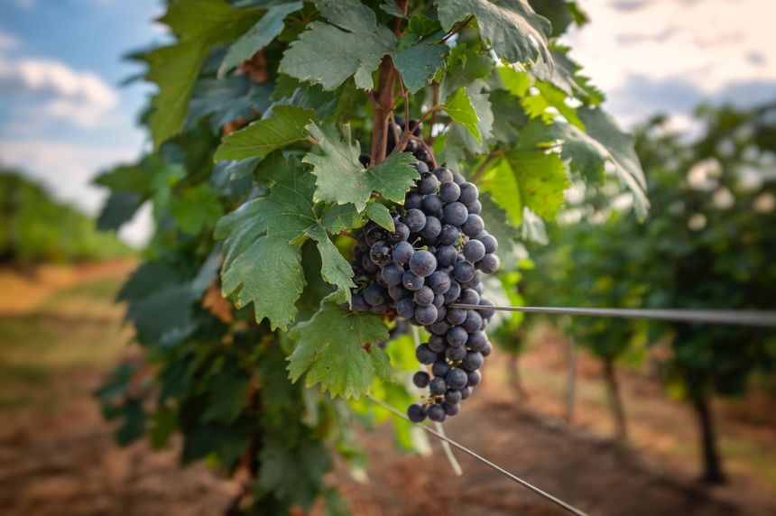 INS: În anul 2020 suprafaţa totală cultivată cu viţă de vie pentru struguri de vin a fost de 180.682 hectare