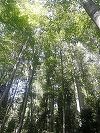 Peste 7.400 hectare de pădure au fost introduse în Catalogul Naţional al Pădurilor Virgine şi Cvasivirgine