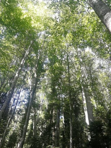 Peste 7.400 hectare de pădure au fost introduse în Catalogul Naţional al Pădurilor Virgine şi Cvasivirgine
