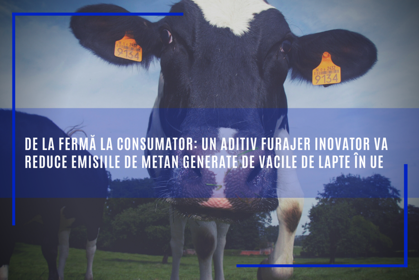 Statele membre au aprobat comercializarea în UE a unui aditiv furajer inovator care va reduce emisiile de metan generate de vacile de lapte în UE